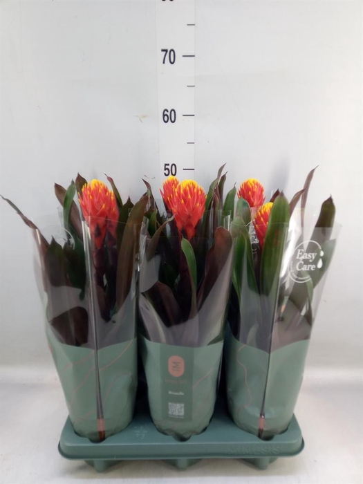 <h4>Guzmania  'Tala'</h4>