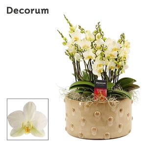 Belle dazzling Lausanne 9+ tak symphony (Deco-collection)