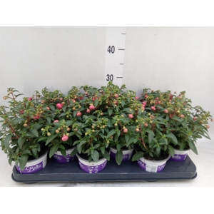 Fuchsia  'Bella Fuchsia Sacha'