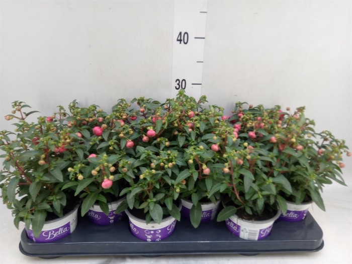 Fuchsia  'Bella Fuchsia Sacha'