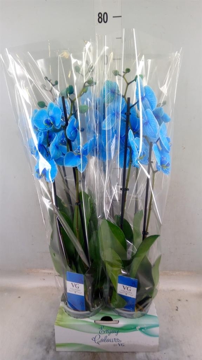 <h4>Phalaenopsis ...</h4>