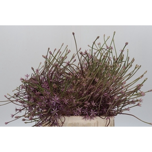 Allium Schubertii