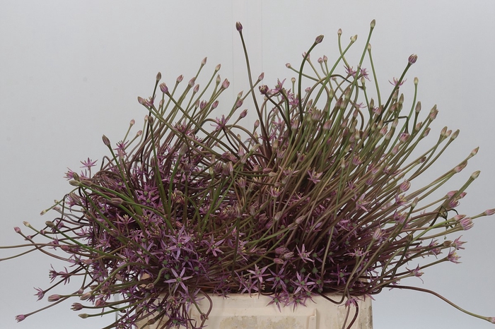 <h4>Allium Schubertii</h4>