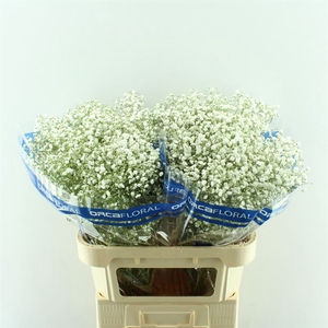 Gypsophila Xlence Orca