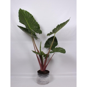 Alocasia Imperial Red 32cm
