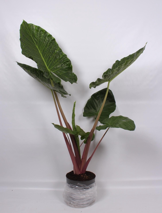 <h4>Alocasia Imperial Red 32cm</h4>