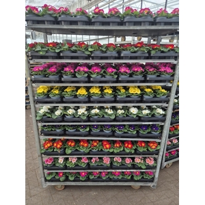 PRIM AC PARADISO GEM