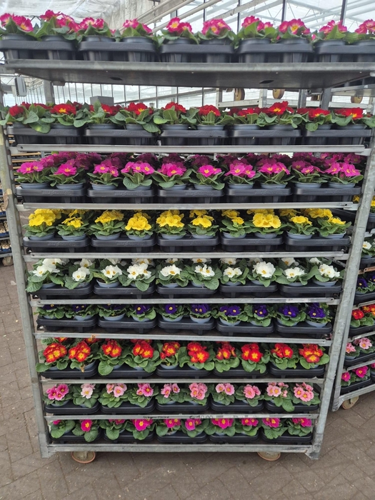 <h4>PRIM AC PARADISO GEM</h4>