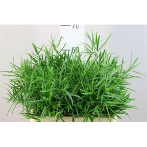 Asparagus Falcatus 60