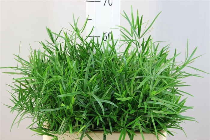 <h4>Asparagus Falcatus 60</h4>