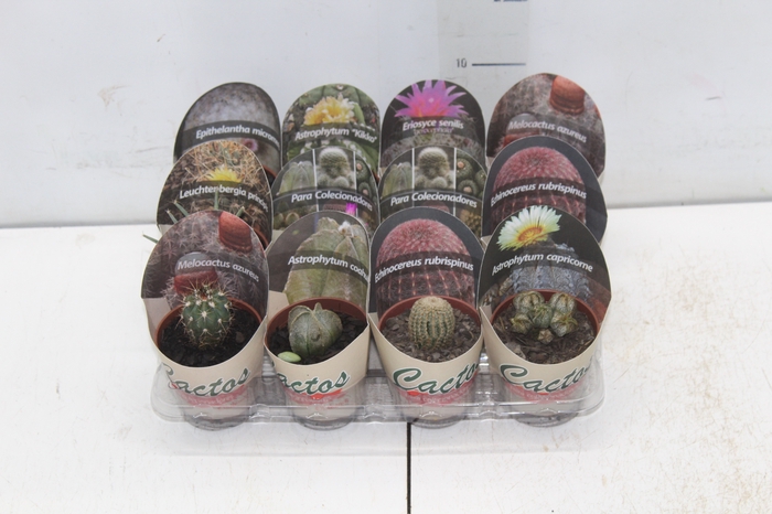 CACTUS P07 VARIEDADES ESPECIAIS