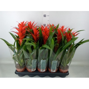 Guzmania  'Ostara'