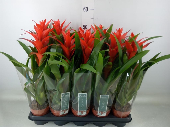 <h4>Guzmania 'Ostara'</h4>
