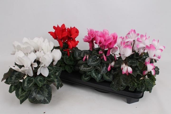 <h4>CYCL GR SUP MAMMOTH</h4>