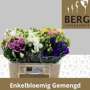 EUS E GEM IN FUST