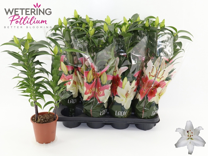 <h4>LIL OR SUN BAHAMAS</h4>