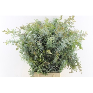 Acacia Gr Baileyana