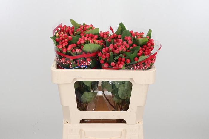 <h4>Hyp Globo Punch</h4>