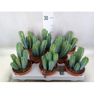 Cereus   ...