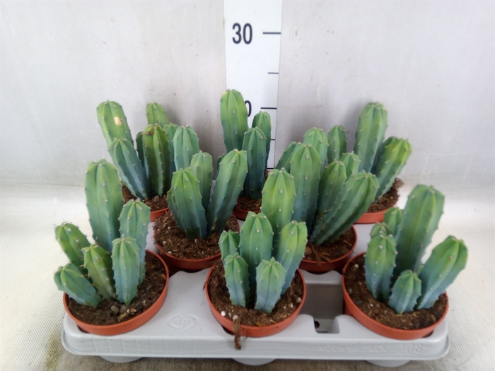<h4>Cereus   ...</h4>