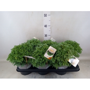 Chamaecyparis pis. 'Minta'