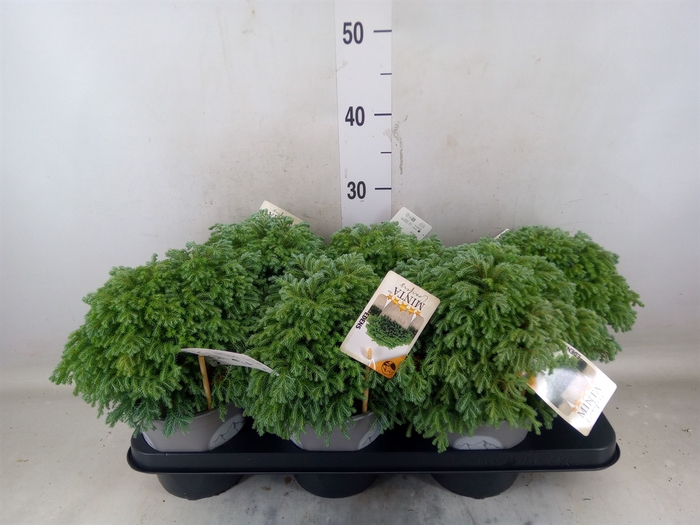 <h4>Chamaecyparis pis. 'Minta'</h4>