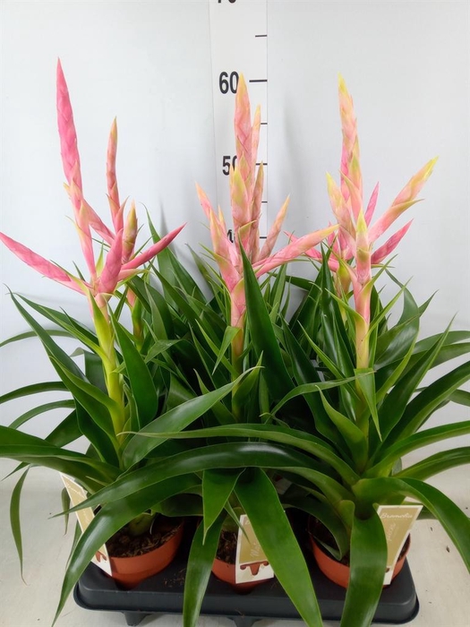 <h4>Tillandsia  'Dolce'</h4>