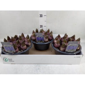 Hyacinthus orie. 'Blue Star'