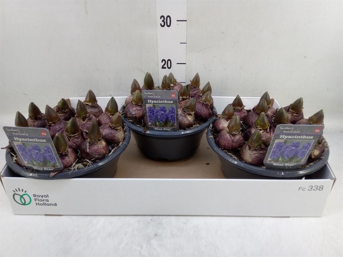 <h4>Hyacinthus orie. 'Blue Star'</h4>