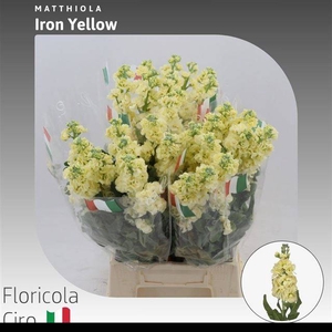 MATTH IRON YELLOW
