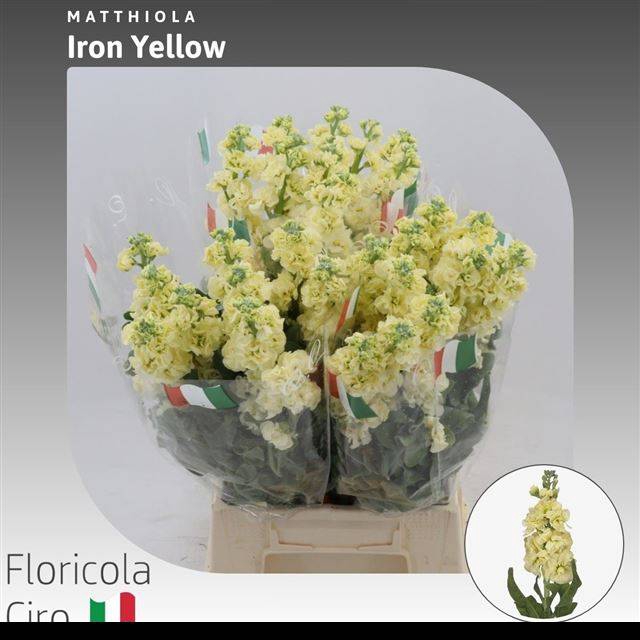<h4>MATTH IRON YELLOW</h4>