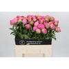 Paeonia Jacorma