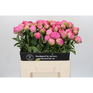 Paeonia Jacorma