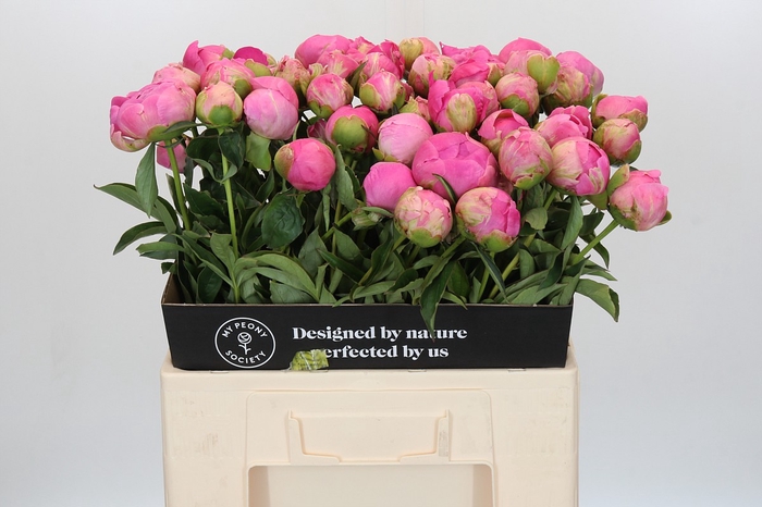 <h4>Paeonia Jacorma</h4>