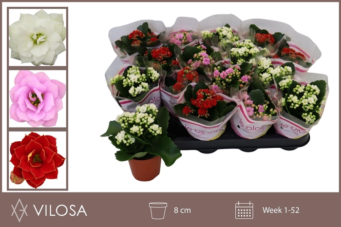 <h4>KAL GE GEM 5 KL</h4>