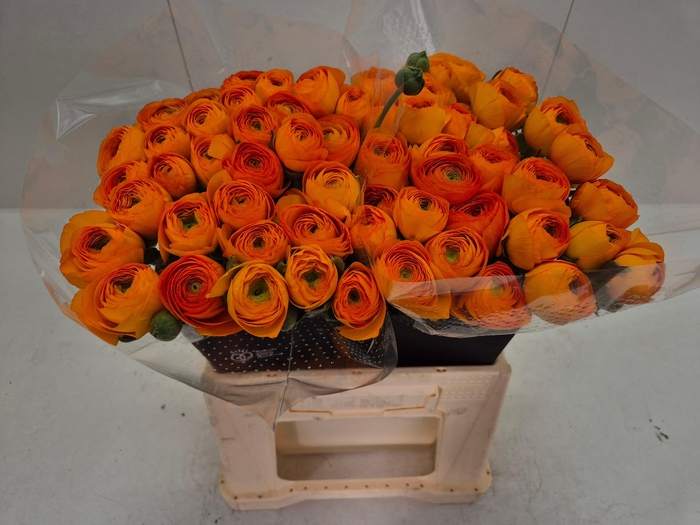 <h4>Ran Elegance Orange</h4>