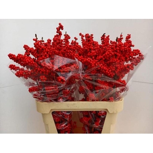 Ilex verticillata brit buys