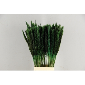 DF Pampas Silvy D.Green