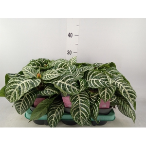 Aphelandra squar. 'Dania'