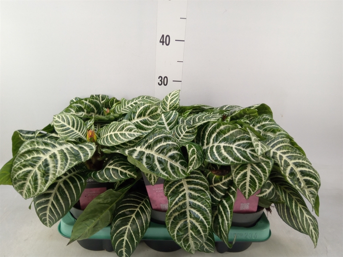 <h4>Aphelandra squar. 'Dania'</h4>