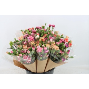 Di Tr Mix Per Bunch