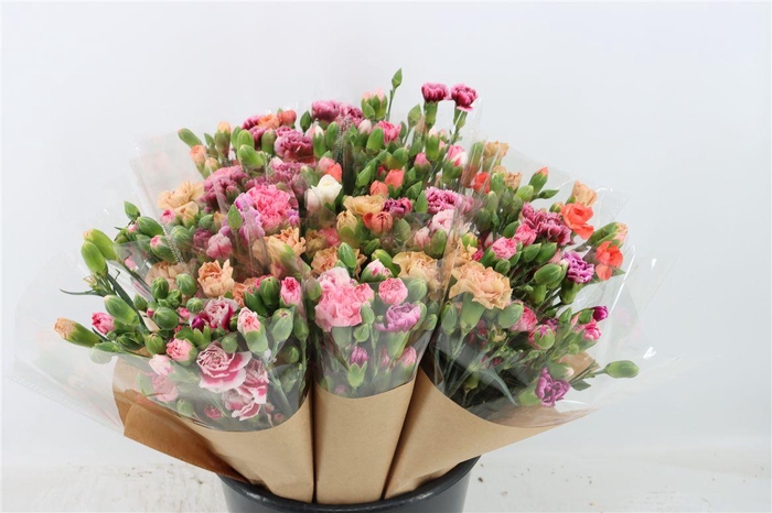 <h4>Di Tr Mix Per Bunch</h4>