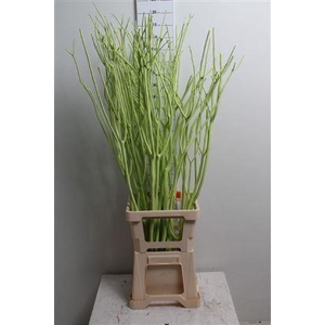 Mitsumata Col Mintgroen