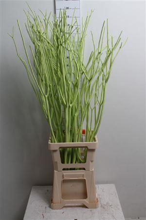 <h4>Mitsumata Col Mintgroen</h4>