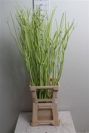 <h4>Mitsumata Col Mintgroen</h4>