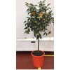 Citrus hystrix
