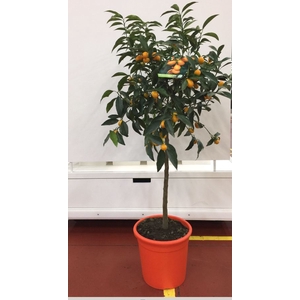Citrus hystrix