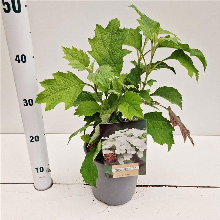 <h4>Hydrangea quercifolia Snow Queen</h4>