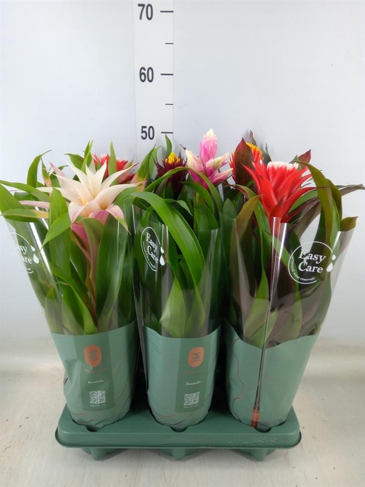 <h4>Bromelia   ...mix</h4>