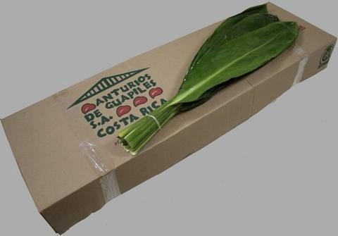 Leaf cordyline green tie